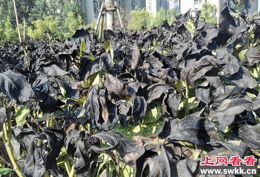 桃叶珊瑚