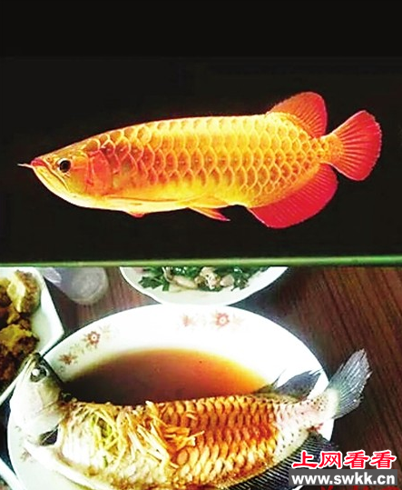 红龙鱼