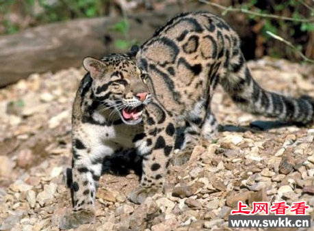 云豹