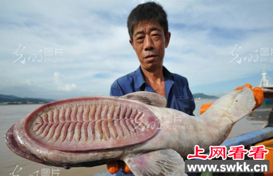 恐怖吸盘鱼惊现浙江台州
