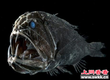 食人魔鱼