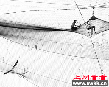 小八哥被饲养员从鹰口下救出