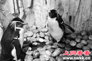 冠企鹅