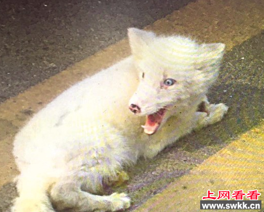 白狐