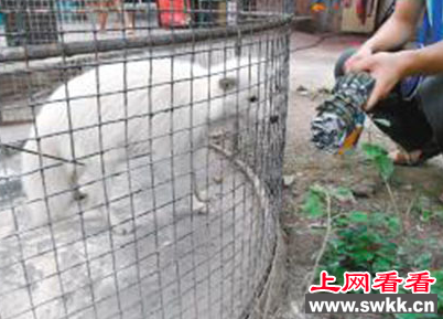 白狐狸