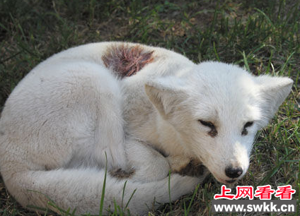 放生白狐惊现崂山返岭社区路边