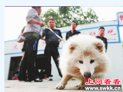 白狐狸现身鄂州杨叶镇