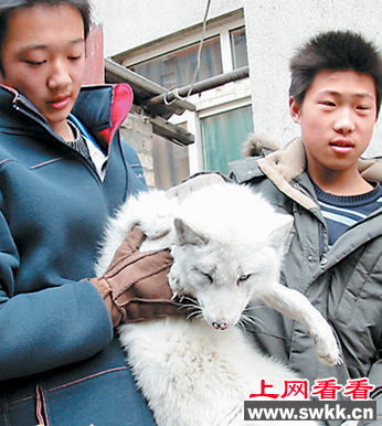 白色狐狸犬