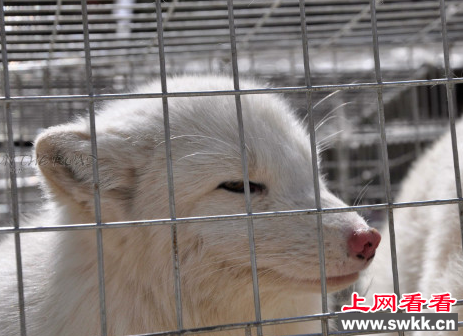 白狐狸