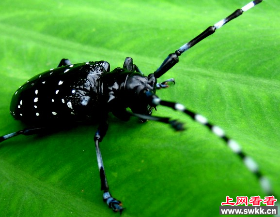 天牛