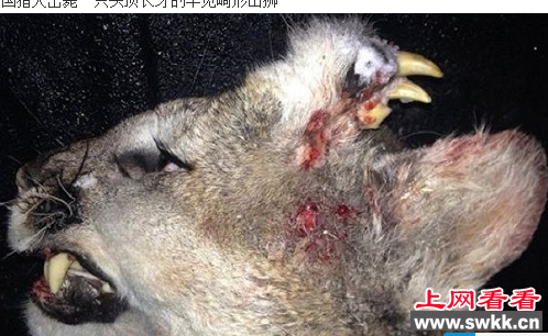 美国猎人击毙畸形山狮