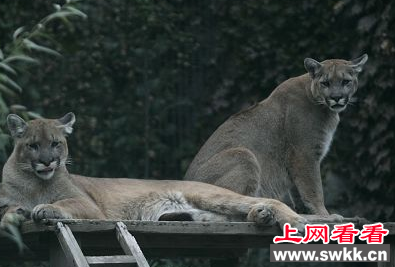 上海动物园首次引进山狮