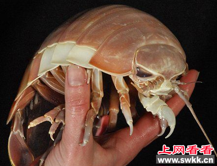 巨型木虱