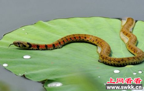虎斑游蛇