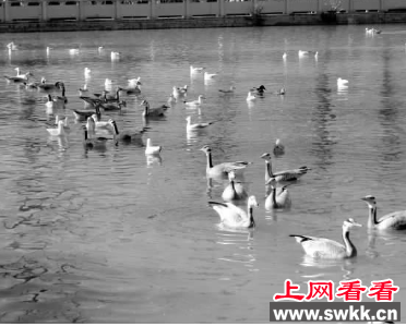 菜子湖湿地公园首次迎来斑头雁