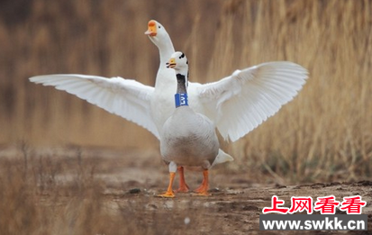 斑头雁竟恋上大鹅