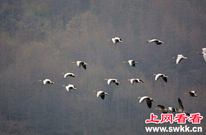 斑头雁
