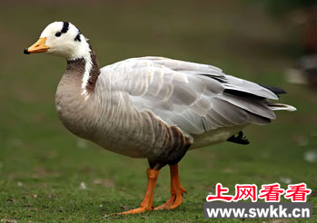 斑头雁