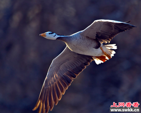斑头雁
