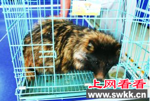 森林公安局民警救助了一只貉子