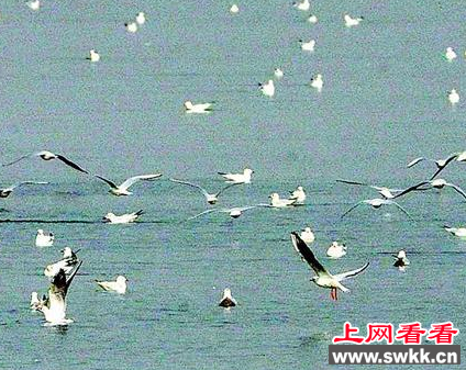 大群椋鸟湖面上捕食摇蚊