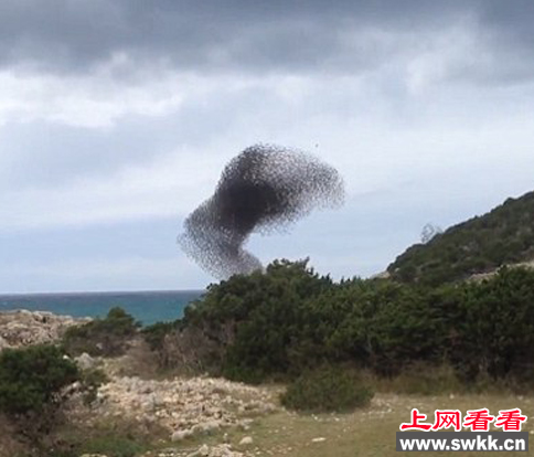 上万只椋鸟空中集体起舞