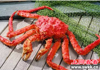 红王蟹