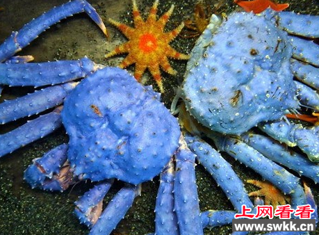 奇特红王蟹竟由红变紫