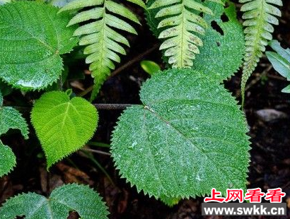 澳大利亚毒树 毛刺可以致人死地
