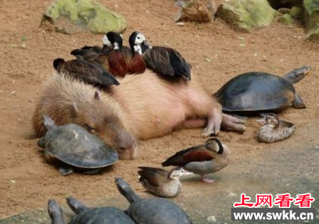 水豚：动物界的社交小能手