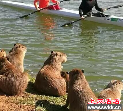 奥运高球场水豚成灾
