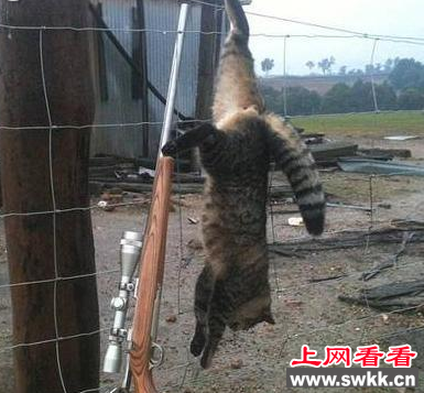 澳团体专杀宠物猫