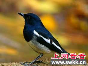 香港发现带有H5N1病毒的鹊鸲