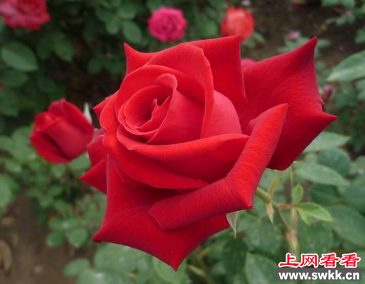 红帽子月季