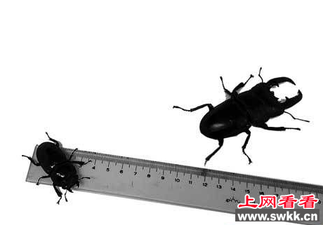 新疆截获一对来自日本的锹甲