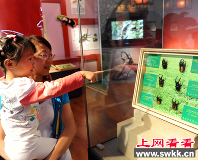 黑龙江举办锹甲展览 全球各地锹甲齐聚一堂