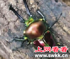 锹甲