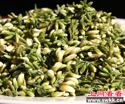 又到槐米成熟时 市民纷纷采摘