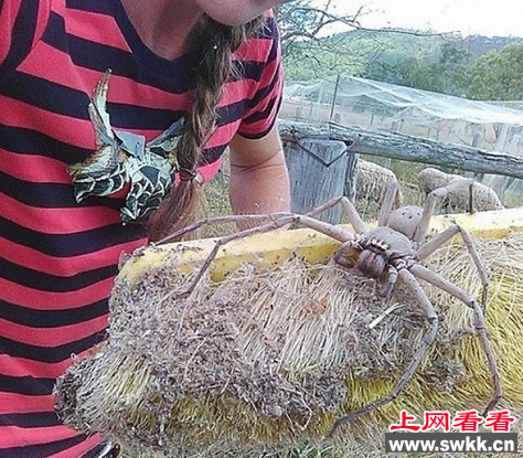 船上惊现巨型蜘蛛 船主被吓得跳河！