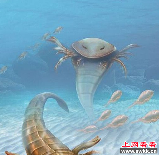 巨型蜘蛛祖先竟然是它 竟长达150CM