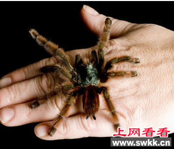 厦门检验检疫局截获31只巨型蜘蛛