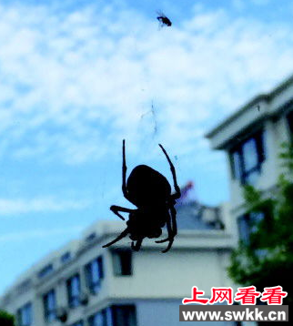 惊奇！小区现恐怖巨型蜘蛛