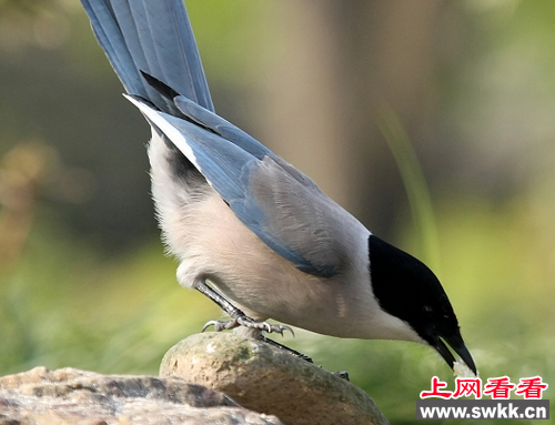 汴京公园珍稀鸟类灰喜鹊被弹弓打伤 