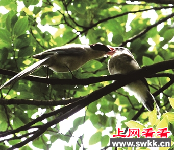 珍稀动物灰喜鹊树上筑巢并产下四只宝宝