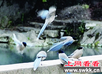 灰喜鹊