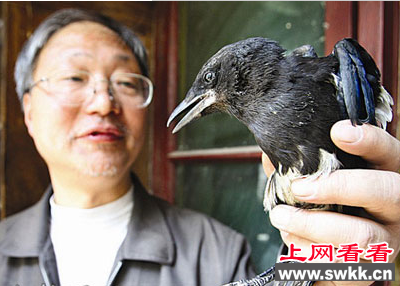 灰喜鹊夜袭鸽笼 无故杀死几只幼鸽