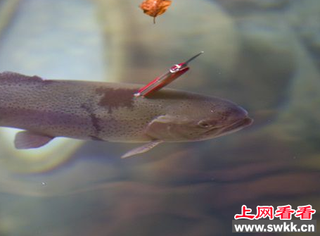 鳟鱼背上被人插入尖刀 竟然照样活得好好的