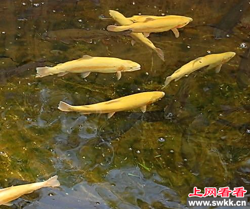 甘肃养殖鳟鱼规模总量达到370亩