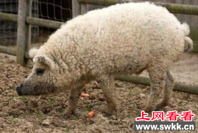 继草泥马爆红后 绵羊猪也被人熟知