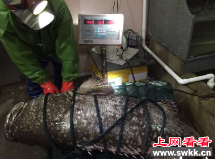 福清巨型石斑鱼被卖3万元！